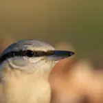 Dziubek Czy Dzióbek?