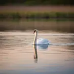 Łabędź Czy Łabądź?