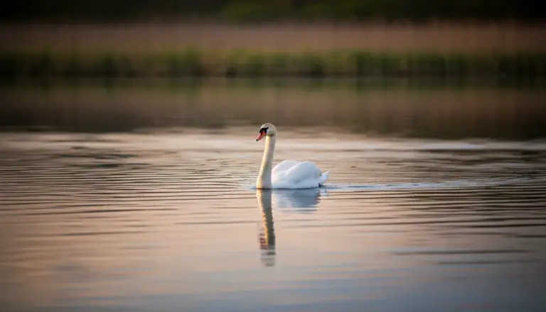 Łabędź Czy Łabądź?