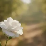 Pojedynczy Czy Pojedyńczy?