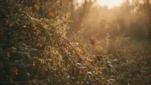 Chaszcze Czy Haszcze?