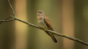 Grzegrzółka Czy Gżegżółka?