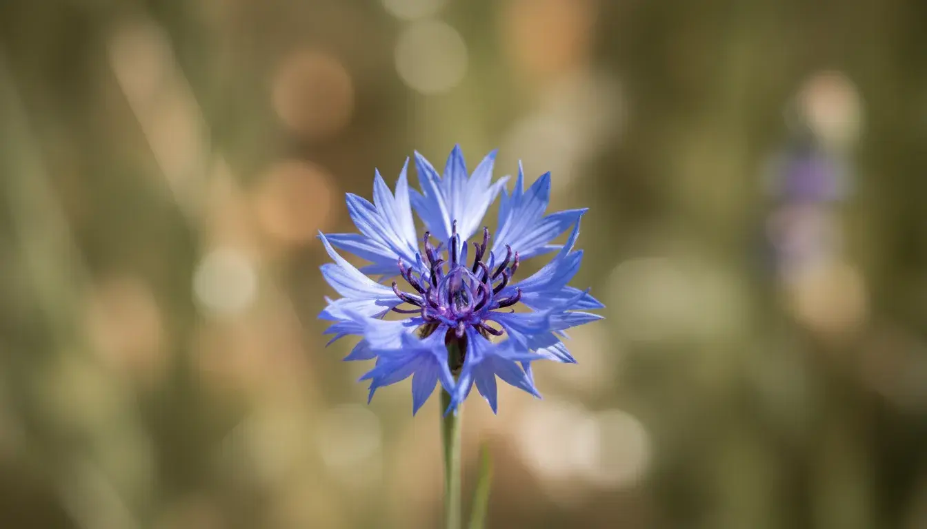 Jak poprawnie pisać: chaber czy haber?