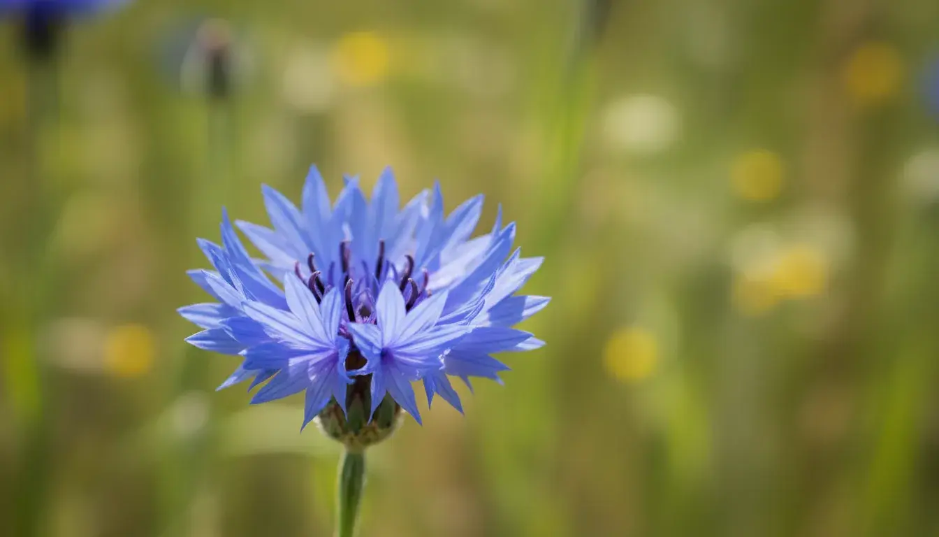 Jak poprawnie pisać: chaber czy haber?